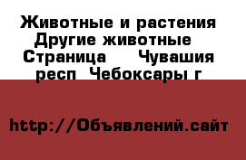 Животные и растения Другие животные - Страница 2 . Чувашия респ.,Чебоксары г.